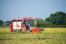 CHINA-HUNAN-RICE-HARVEST (CN)