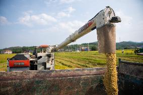 CHINA-HUNAN-RICE-HARVEST (CN)