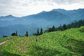 CHINA-GUIZHOU-RONGJIANG-WATERMELON-ECONOMY (CN)