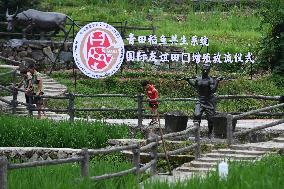 (ZhejiangPictorial) CHINA-ZHEJIANG-QINGTIAN-RICE-FISH CO-CULTURE SYSTEM (CN)