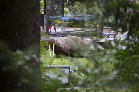 The walrus in Finland