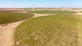 EGYPT-MINYA-CHINA-DESERT-FARMING