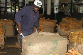 ZIMBABWE-HARARE-TOBACCO-AUCTION SEASON