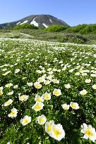 Alpine flowers in Hokkaido