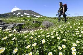 Alpine flowers in Hokkaido