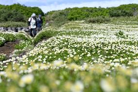 Alpine flowers in Hokkaido