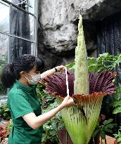 CHINA-BEIJING-ENDANGERED CORPSE FLOWERS-BLOOMING (CN)