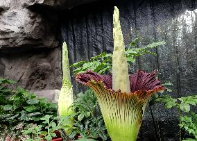 CHINA-BEIJING-ENDANGERED CORPSE FLOWERS-BLOOMING (CN)