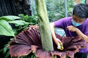 CHINA-BEIJING-ENDANGERED CORPSE FLOWERS-BLOOMING (CN)