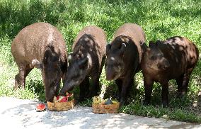 CHINA-GUANGDONG-CHIMELONG-ANIMALS-SUMMER (CN)