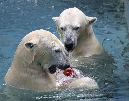 Polar bears at Osaka zoo