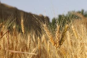 AFGHANISTAN-BAMYAN-WHEAT-HARVEST