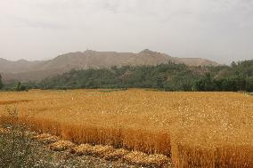 AFGHANISTAN-BAMYAN-WHEAT-HARVEST