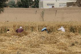 AFGHANISTAN-BAMYAN-WHEAT-HARVEST