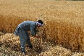 AFGHANISTAN-BAMYAN-WHEAT-HARVEST