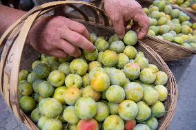 CHINA-CHONGQING-PLUM-PLANTING (CN)