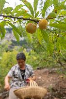 CHINA-CHONGQING-PLUM-PLANTING (CN)