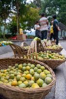 CHINA-CHONGQING-PLUM-PLANTING (CN)