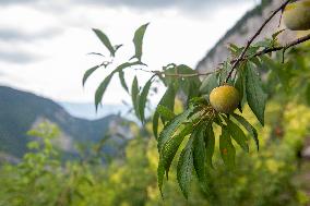 CHINA-CHONGQING-PLUM-PLANTING (CN)