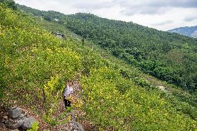 CHINA-CHONGQING-PLUM-PLANTING (CN)