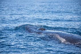 SOUTH AFRICA-CAPE TOWN-WHALE WATCHING-CITIZEN SCIENCE
