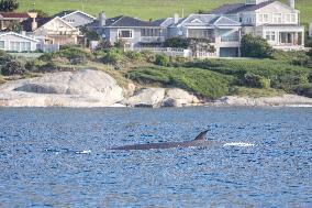 SOUTH AFRICA-CAPE TOWN-WHALE WATCHING-CITIZEN SCIENCE