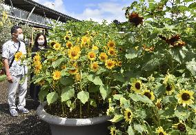 Sunflowers in full bloom at western Japan park