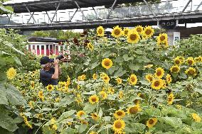 Sunflowers in full bloom at western Japan park