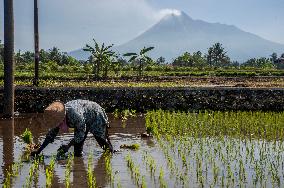 INDONESIA-YOGYAKARTA-FARMING