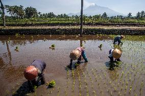 INDONESIA-YOGYAKARTA-FARMING