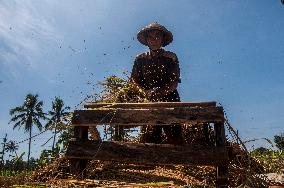INDONESIA-YOGYAKARTA-FARMING