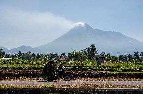 INDONESIA-YOGYAKARTA-FARMING