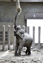 Asian elephant at northern Japan zoo