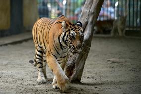 BANGLADESH-DHAKA-TIGER DAY