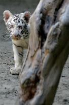 BANGLADESH-DHAKA-TIGER DAY