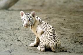 BANGLADESH-DHAKA-TIGER DAY