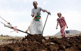 YEMEN-AMRAN-FARMING