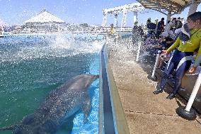 Dolphin show at Yokohama aquarium