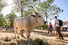 CROATIA-KANFANAR-OX FESTIVAL