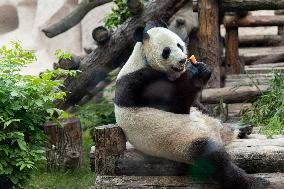 RUSSIA-MOSCOW-GIANT PANDAS-BIRTHDAY-CELEBRATION