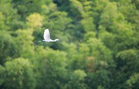 CHINA-GUIZHOU-GUANSHAN LAKE PARK-BIRDS (CN)