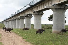 KENYA-MOMBASA-NAIROBI-RAILWAY-ECOLOGY-5TH ANNIVERSARY