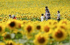 Sunflower field in Japan