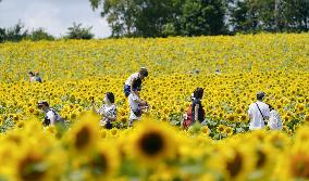 Sunflower field in Japan