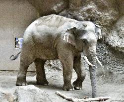 Asian elephant at northern Japan zoo