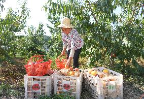 CHINA-CHONGQING-FRUITS-PLANTATION (CN)