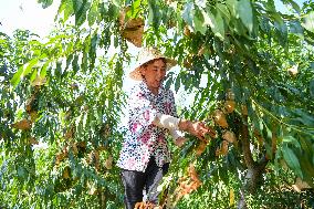 CHINA-CHONGQING-FRUITS-PLANTATION (CN)