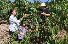 CHINA-CHONGQING-FRUITS-PLANTATION (CN)