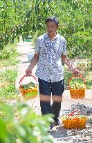 CHINA-CHONGQING-FRUITS-PLANTATION (CN)