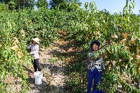 CHINA-CHONGQING-FRUITS-PLANTATION (CN)